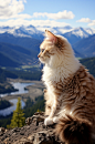AI数字艺术可爱布偶猫图片-众图网