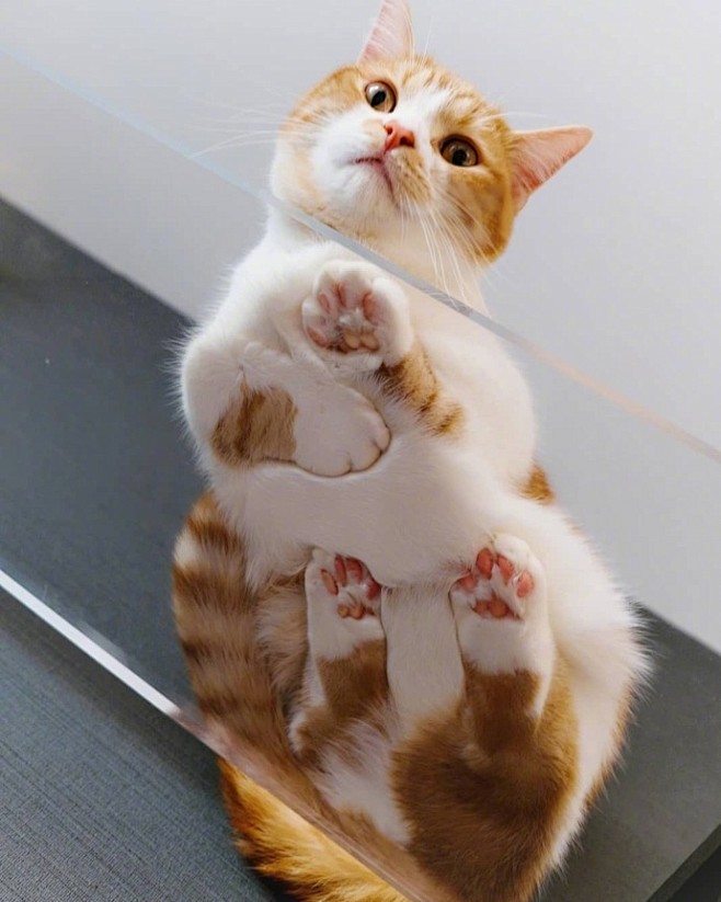 喵星人夜话 云养猫来描述下，自己心目中...
