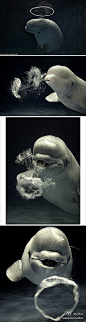 蘑菇  【卖萌的白鲸】这位日本摄影师Hiroya Min…