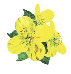 手绘水彩樱花春天花朵花卉封面设计请柬装饰免扣PNG图案设计素材 (44)