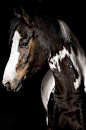 equine