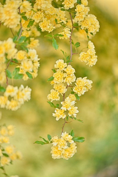 珑璃鱼采集到花