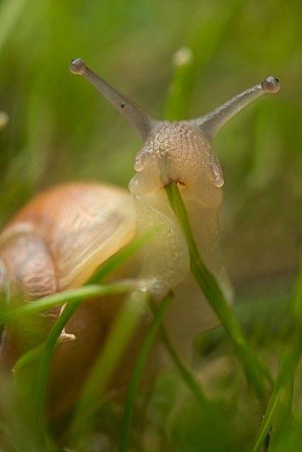 萌！蜗牛君在吃草，嘘~_