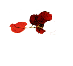 小绿巨人采集到透明png/小素材