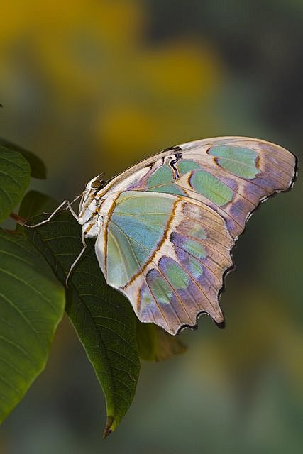 Siproeta stelenes. P...