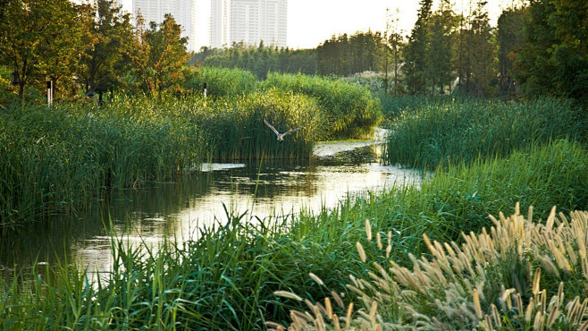 坑塘湿地的搜索结果_360图片