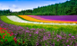 Miki Asai在 500px 上的照片Field of flowers