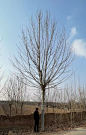 法桐18-20cm