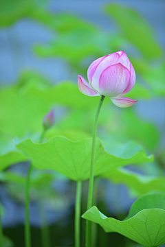 行悠采集到出水芙蓉