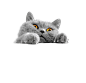 一只蓝猫抓着窗台 趴在窗台