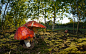 General 2048x1289 mushroom forest trees macro