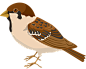 sparrow_PNG41