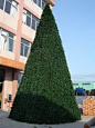 12米大圣诞树