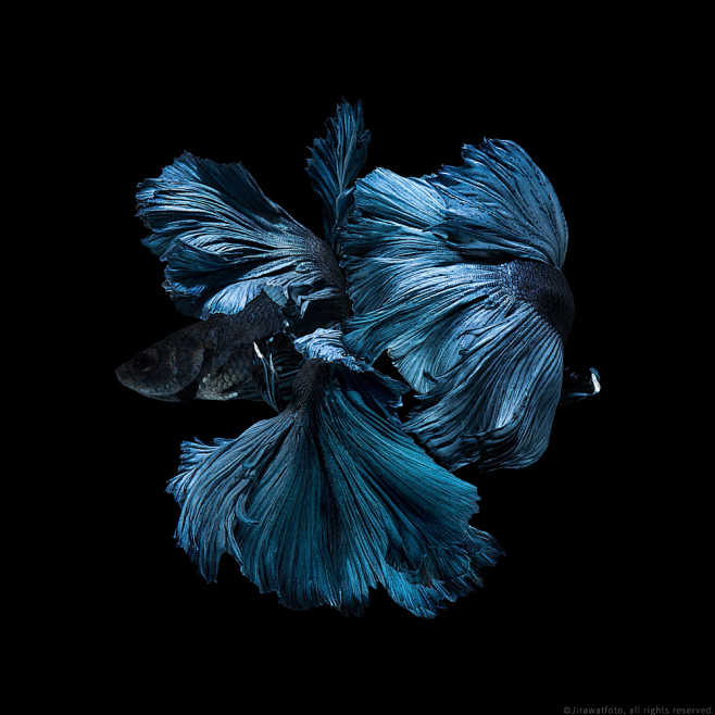 蓝色的暹罗斗鱼
Blue Moment ...