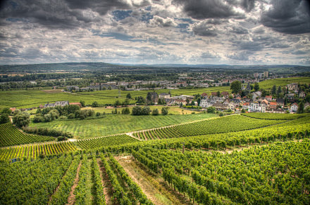 莱茵高(Rheingau)是德国最古老、...
