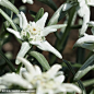 雪绒花的搜索结果_360图片
- - - - - - - - - - - - - -
 ——→ 【 率叶插件，让您的花瓣网更好用！】> https://lvyex.com