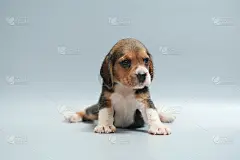 强纯种小猎犬幼犬在工作室灯光