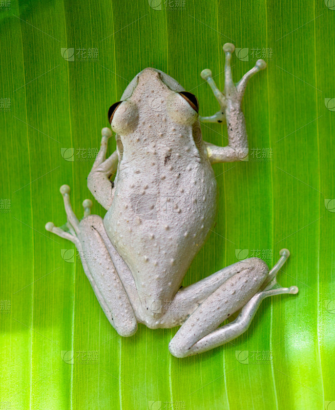 古巴树蛙香蕉叶垂直画幅灰色绿色银色青蛙热带树动物身体部位动物足
