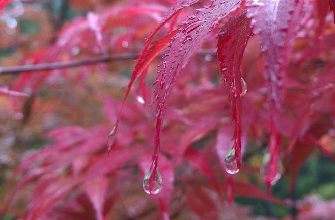 雨后清晰 摄影·赵宝