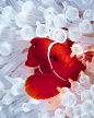 Clown Fish: 