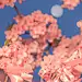 #摄影（花）#