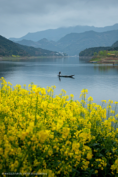 铁勺猫采集到油菜花