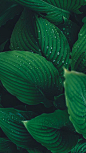 Green<br/> ​​​​