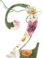 水彩清新花卉植物LOGO图标婚礼海报装饰透明免抠PNG图案装饰素材 (35)