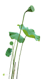 png素材 透明素材 png图片 绿色 水果 鲜花 植物 干净 栀子 花 树叶 绿叶 叶子 芦荟 健康 摄影 高清 素材 草丛 香菇 茶叶 菜 大自然图片 小素材 花木 植物 水果 厨房 蔬菜 肉类 素材 PNG免抠 花藤 树叶 叶子 花丛 @北坤人素材