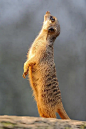 猫鼬（Suricata suricatta）照片下载