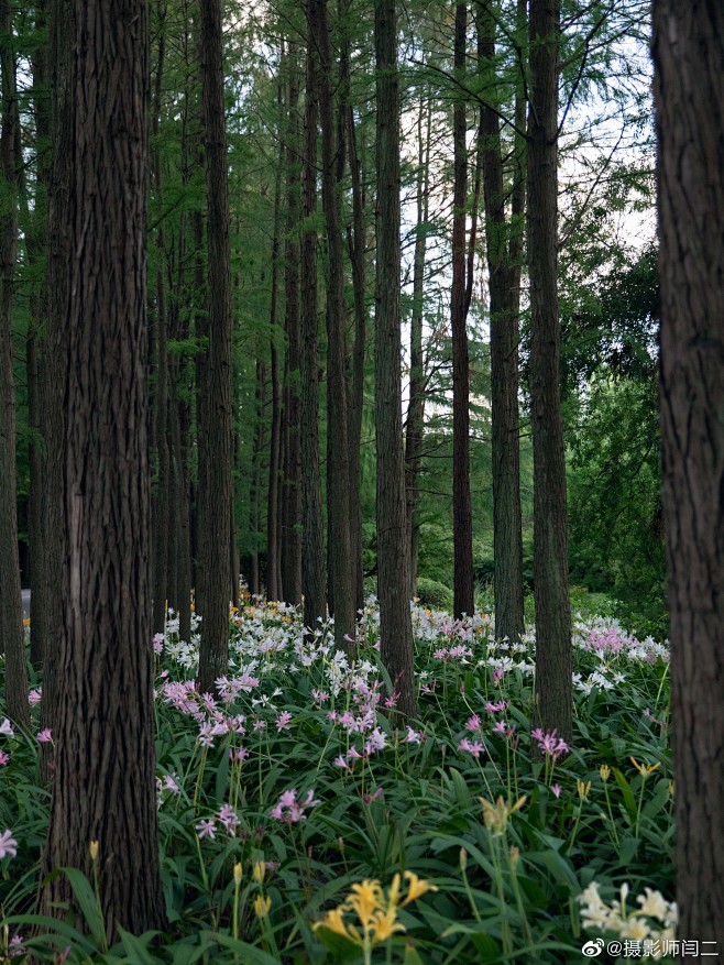 上海 8月林下地被
复色和白花品系的石蒜