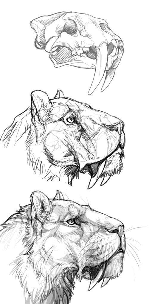 Smilodon Study by Mr...