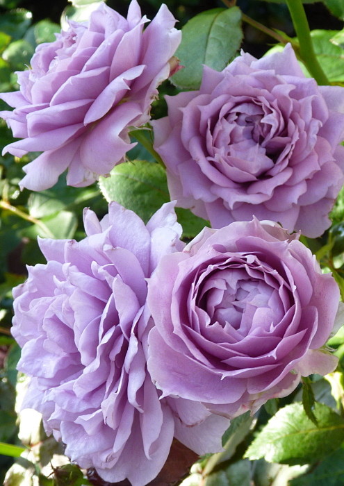 14:48:18路西法4喜欢玫瑰——稀有色系灬铃兰灬同采自item