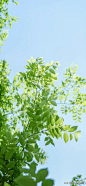 我的夏天永遠是綠色的_亦然美文摘抄_2023年06月22日_微头条-今日头条