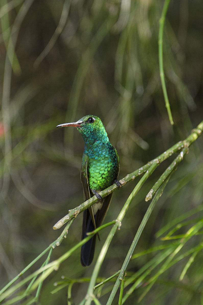 蜂鸟目蜂鸟科翠蜂鸟属古巴翠蜂鸟