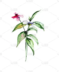 卡片模板与夏天的花