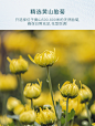 【乐家老铺南京同仁堂 菊花枸杞普洱茶80g】南京同仁堂 菊花枸杞茶 调味茶橘皮胎菊养生滋补组合花草果袋泡茶叶包喝的水80克【行情 报价 价格 评测】-京东