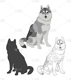风格,三只动物,雪橇犬,可爱的,纯种犬,野生动物,狗,服从,坐