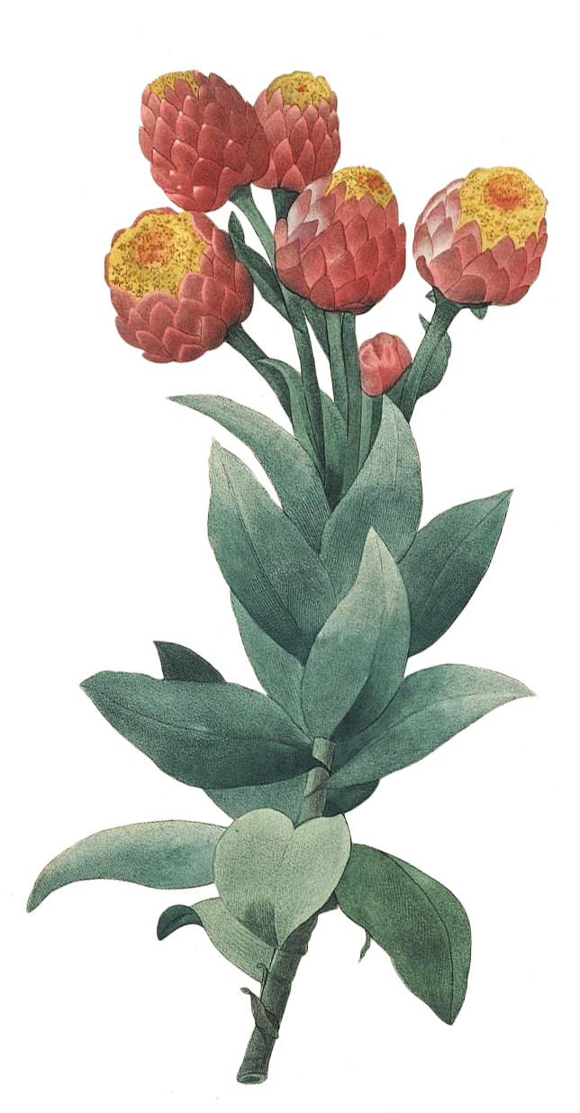 手绘花#花卉#花#白底#素材#手绘花插画...