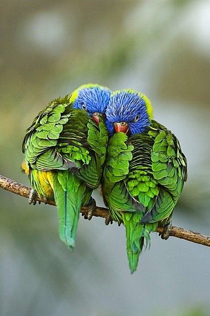 Lorikeets
