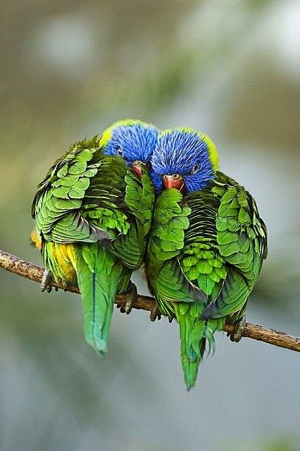 Lorikeets