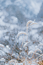 漫天飞雪图片下载