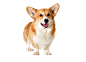 柯基PNG