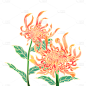 手绘-中国风重阳节菊花元素贴纸4