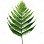 植物绿叶叶子