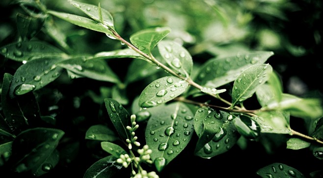 雨后绿叶片高清大图