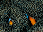 橙鳍双锯鱼（左为雄鱼，右为雌鱼）藏身在海葵的多刺触手中过夜，将这里当做庇护所来躲避石斑鱼等捕食者。