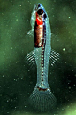 灯笼鱼目·灯笼鱼科：普通灯笼鱼