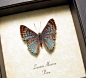 Lasaia Moeros | Real Butterfly Gifts Framed Butterflies and Insect Displays