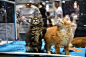 三个月大的缅因库恩猫(重庆第三届宠物博览会2019.05.18.)